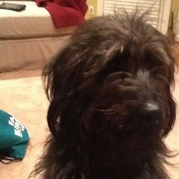 Meet your Posher, Bob - Picture 1 of 1